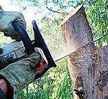 How Our Tree Care Process Works  in  Summit, WA