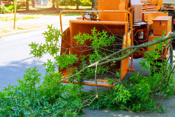 Best Lawn Renovation and Restoration  in Summit, WA