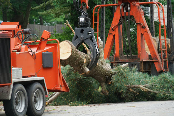 Leaf Removal in Summit, WA