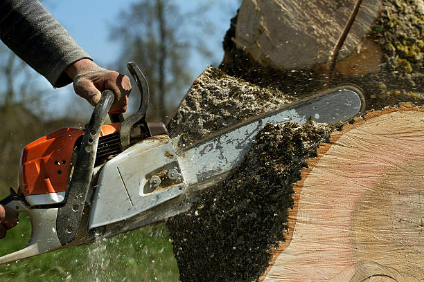 Best Pest Control for Lawns  in Summit, WA